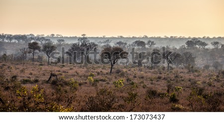 African Steppe