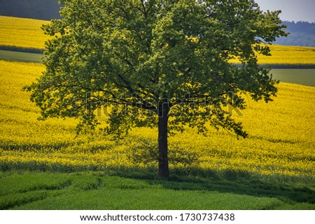 Tree photographed in Germany, in Europe. Picture made in 2019.