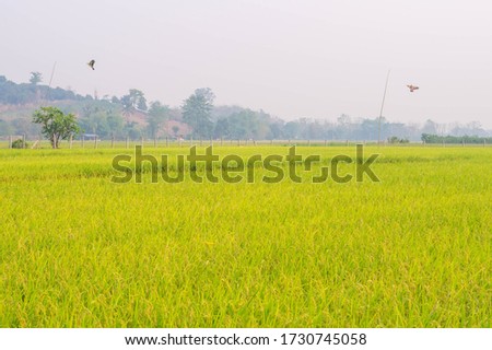 Beautiful Colorful of Golden Paddy Field. Landscape Nature Background. Picture for Agriculture Concept.