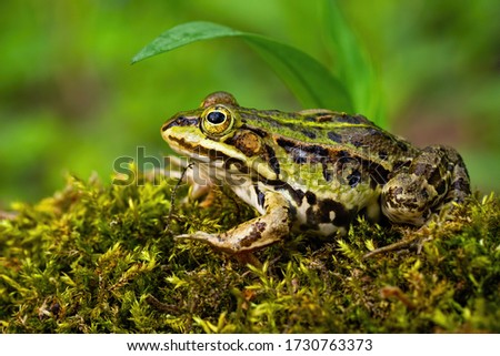 Inconspicuous edible frog, pelophylax esculentus, hiding below a green leaf in summer. Camouflaged wild animal merging with the environment. Amphibian looking with large eye in nature from side view. Royalty-Free Stock Photo #1730763373