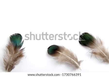 Picture of bird's feather isolated on white background, usually used for craft