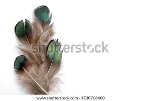 Picture of bird's feather isolated on white background, usually used for craft