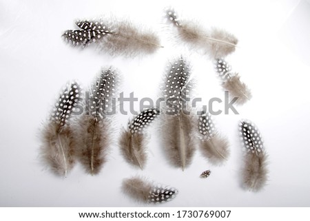 Picture of guinea`s feather isolated on white background, usually used for craft
