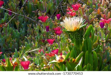 California beautiful floral landscapes wildflowers spiderwebs yellow green pink purple
