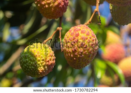Picture of ripe lychee fruits ready for harvest hanging from the tree - close up