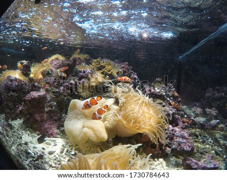 aquarium coral and fish ocean underwater world