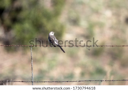 Northern Mockingbird in New Mexico's high desert in spring