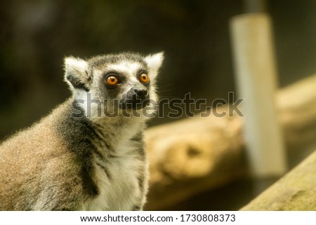 a lemur show a shocking face expression in Ragunan Zoo (Kebun Binatang Ragunan), Jakarta, Indonesia, South East Asia.