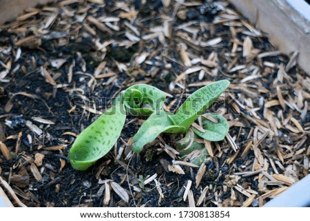 Young giant squill measles leaf plant, stock photo