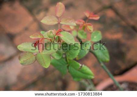 Beautiful red rose with closed buds on the backyard garden, stock photo