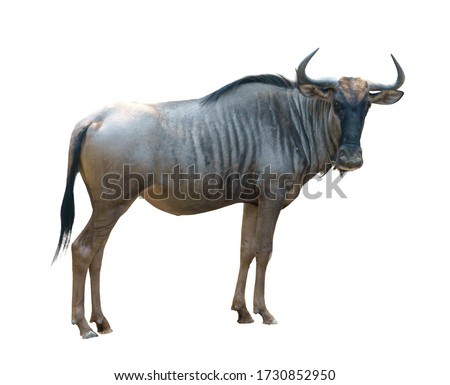 wildebeest or gnu isolated on white background Royalty-Free Stock Photo #1730852950
