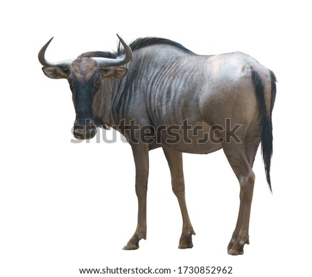 wildebeest or gnu isolated on white background Royalty-Free Stock Photo #1730852962