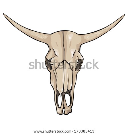 vector isolated cartoon - old  cow skull