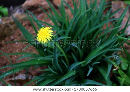 Macro Photo of a dandelion plant. Dandelion plant with a fluffy yellow bud. Yellow dandelion flower growing in the ground
