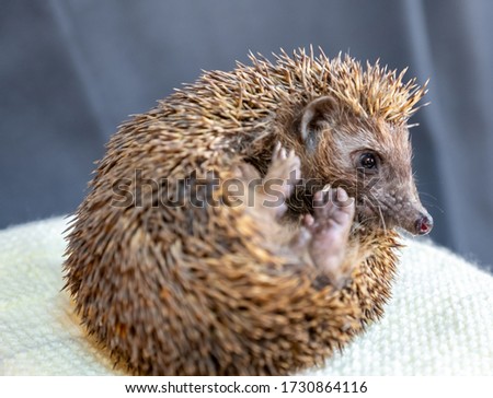 Happy spiky hedgehog being photographed