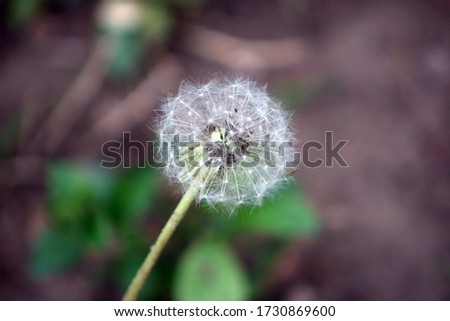 Macro photo nature plant fluffy dandelion.Blooming white dandelion flower on the background of plants and grass
