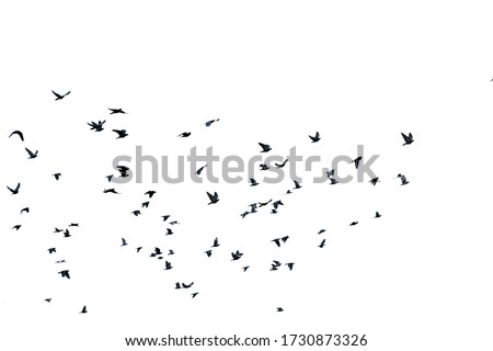 White flock of birds flying Royalty-Free Stock Photo #1730873326