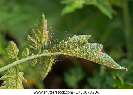 Spider mite infestation on a tomato crop Royalty-Free Stock Photo #1730879206