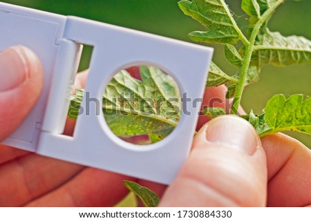 A scout monitoring spider mite with a hand lens on a tomato crop. Royalty-Free Stock Photo #1730884330
