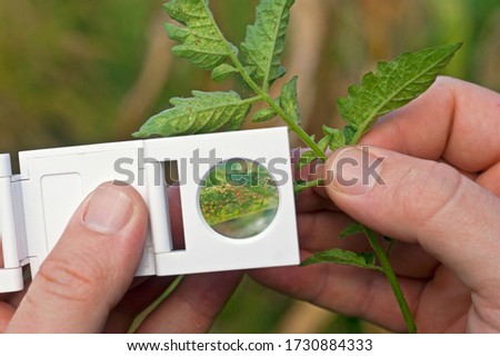 A scout monitoring spider mite with a hand lens on a tomato crop. Royalty-Free Stock Photo #1730884333