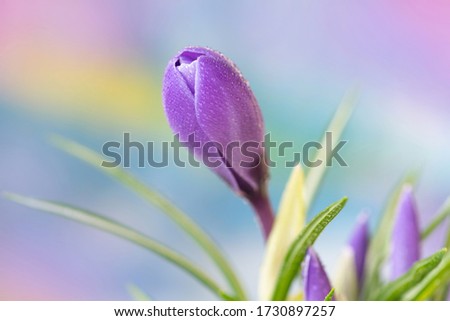 Purple crocus flower, early Spring