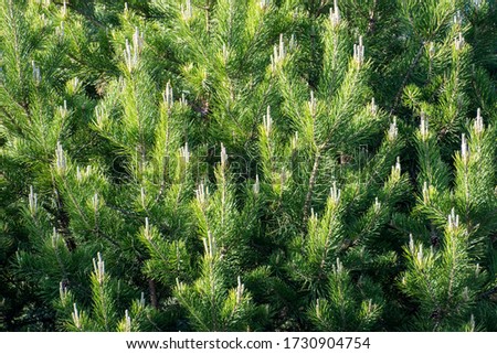 Fresh green shoots of pine trees in Siberia as a healthful source of dammar, volatile oils, starch, vitamins, carotene and tannins