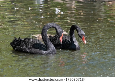 Two black swans with red beaks swim in a pond, the sun shines on the feathers.