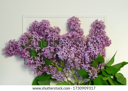 Blooming spring lilac flowers, spring background.