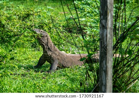 Young Komodo dragon on the green grass in the forest.