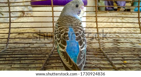 blue parrot  in steal cage