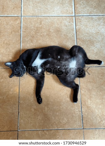 Black and white cats lie on their backs on the floor.