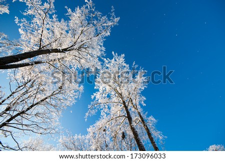 trees, winter