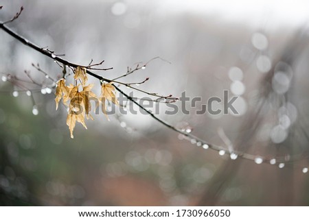 Soft focus against a grey rainy landscape, close-up of branches and water drops with dead foliage