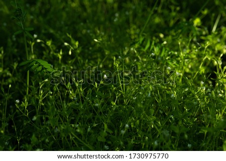 
white wildflowers among wild green grass