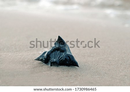 Sea black rose on the beach.