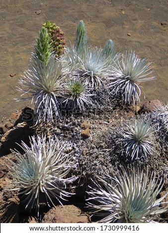 Group of Rare Silversword Plants, Big Island, Hawaii
