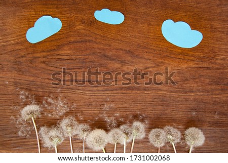 Wooden children`s background with white dandelions. Background with wood texture, boards, brown lining. Summer background for pictures, cards, design.