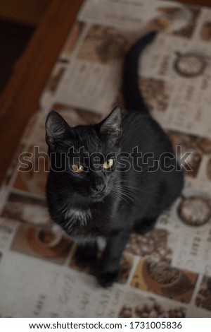 Black kitten with yellow eyes sitting on the table in the studio