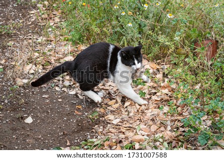 Black and white cat hunting a bird. Wild cat has caught a bird.