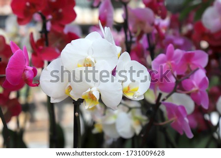 Phalaenopsis Orchid white and pink flowers in the store. Potted orchidea. Flowering plant, nature floral background. Beautiful flowers at greenhouse, shop, market. Royalty-Free Stock Photo #1731009628