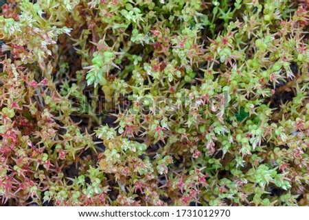 Tiny succulent plants of the genus Sedum in spring.
