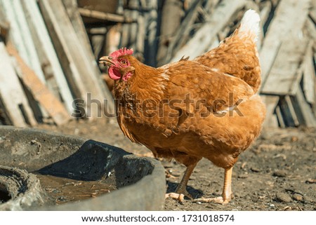 Red-haired chicken drinks water from a cut tire. Chicken in a rustic setting. 