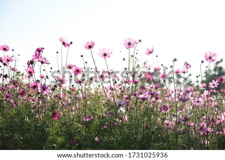 View of a field of pink cosmos in low-angle, backlight and with a small vintage style Royalty-Free Stock Photo #1731025936