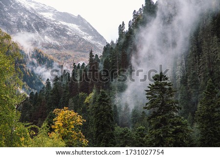 Foggy forest in mountains of Dombay ski resort, spruses and pines, Caucasus, Russian nature