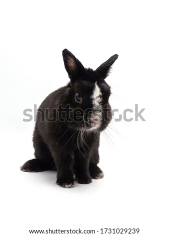 Cute black rabbit, white backdrop