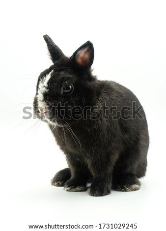 Cute black rabbit, white backdrop