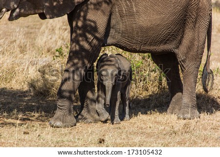 Baby elephant near his mothers legs
