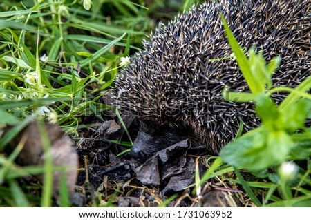 Close-up portrait of a hedgehog. A wild animal in the home garden.