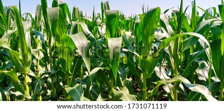 Corn farm, Corn plantation, Beautiful green corn field at Mae Taeng District, Chiang Mai Province, Thailand