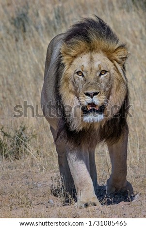 Male lion approaching in Kgalagadi Trans Frontier Park South Africa